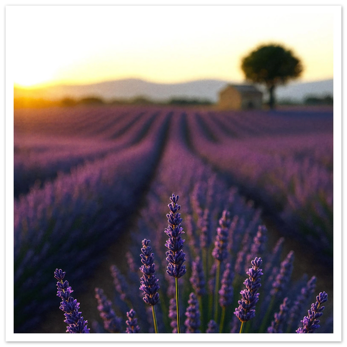 324ee69d-02c4-4ddd-9d3b-ffe816cb5bb6